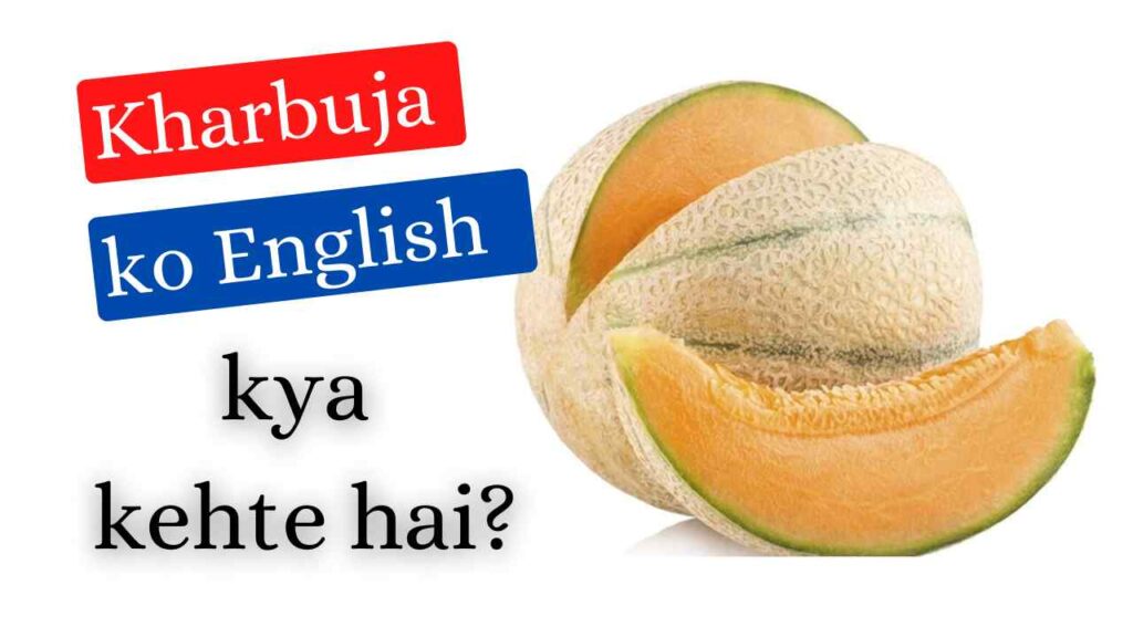 Kharbuja ko English mein kya kahate hain  kharbuje ko english mein kya bolate hain 